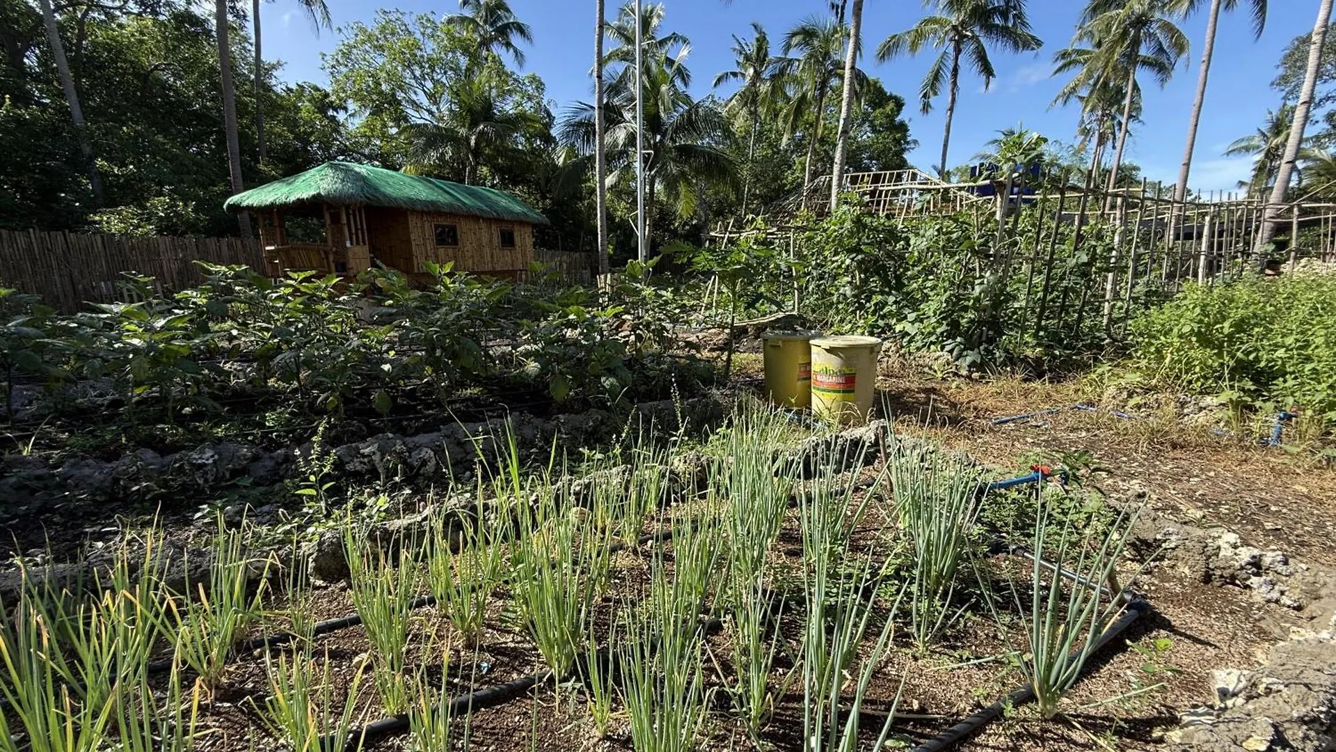 Shanti Farm Bamboo Cabin Panglao 0*,  Philippines